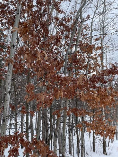 istock Foliage in the snow 1473021560