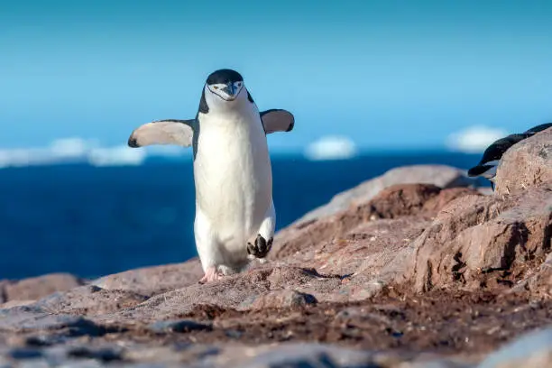 Photo of chinstrap penguin on rocks  at  Hydrurga rocks (Pygoscelis antarcticus) - Antarctica