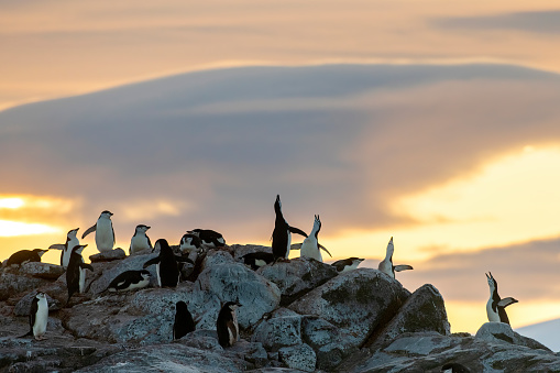 chinstrap penguins in a colony singing at sunset at  Hydrurga rocks (Pygoscelis antarcticus) - Antarctica
