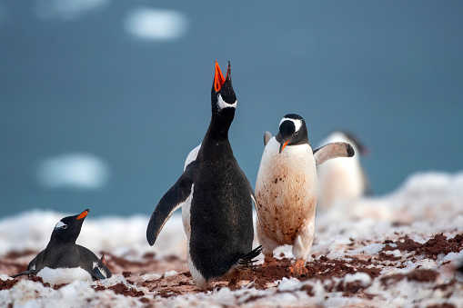 gentoo penguins colony (Pygoscelis papua) penguins singing with Antartic landscape