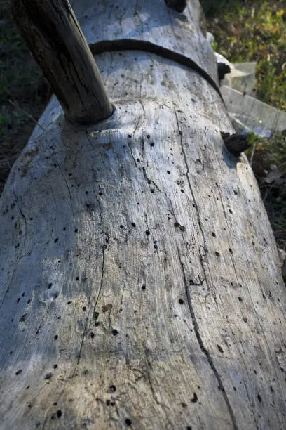 Photo of Dry diseased pine trunk detail holed by termites in portrait