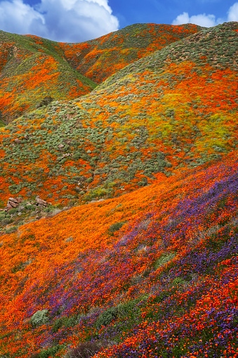 At the height of the super bloom, the interplay of clouds and light make this a constantly changing tapestry of poppies, mustard, phacelia, and lupine near Lake Elsinore in Southern California