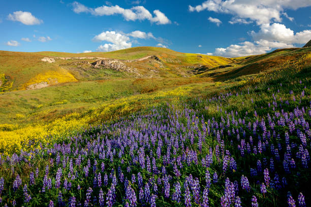 Carrizo Plain National Monument - Hillside Daydream The Carrizo Plain in southeastern San Luis Obispo County, California contains the Carrizo Plain National Monument, the most extensive single native grassland that remains in California. This was an epic super bloom year and colors were splashed everywhere you looked. carrizo plain stock pictures, royalty-free photos & images