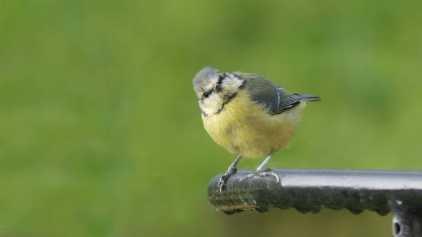 istock Blue Tit chick sitting on a gate 1473025750