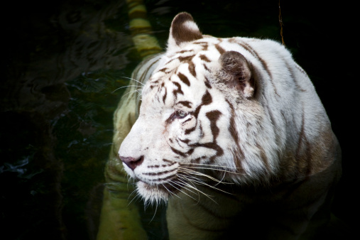 Tigre blanco photo