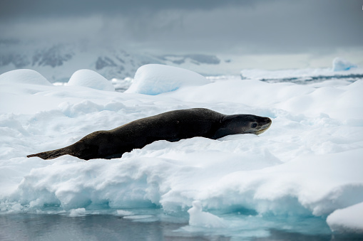 Leopard seal lying on ice  Hydrurga leptonyx- in Flander Bay Antarctic