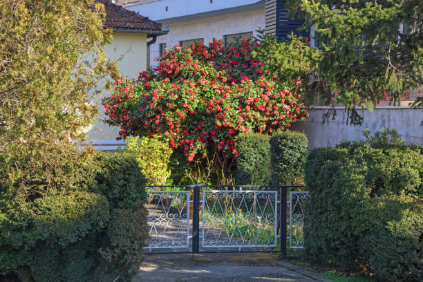 istock Camellia bush in bloom on sunny spring day. Montenegro 1473026979
