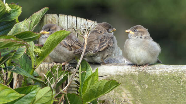 istock House Sparrow sitting on fence 1473027107