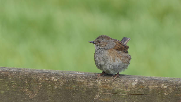 A Dunnock (Prunella modularis)  perched on a garden fence with nesting material in its beak.