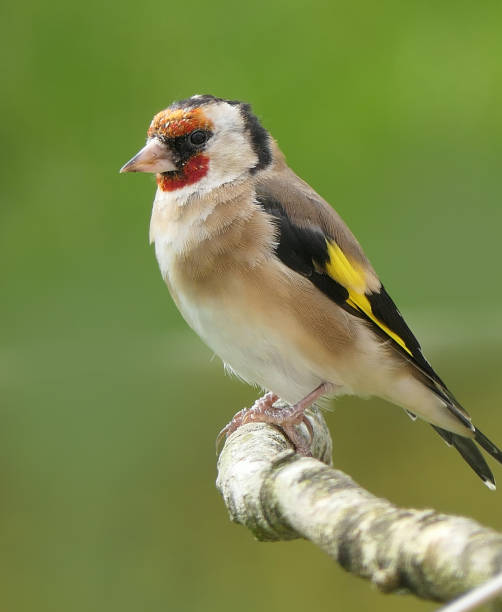 istock Goldfinch on a branch in wood in UK 1473027436