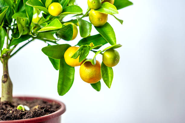 istock Calamondin in the pot 1473027654