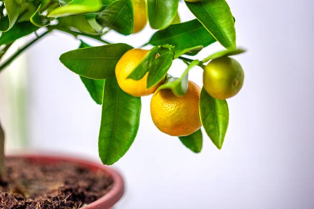istock Calamondin in the pot 1473027657