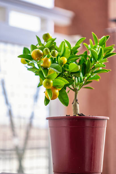 istock Calamondin in the pot 1473027663