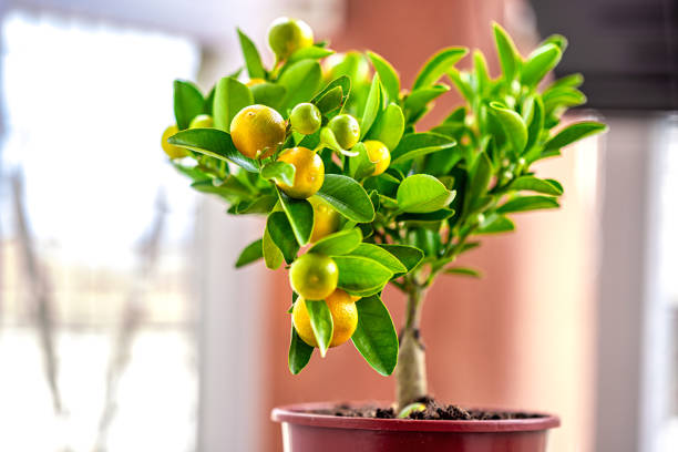 Calamondin in a pot on the terrace