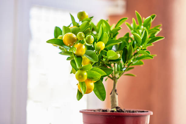 istock Calamondin in the pot 1473027672