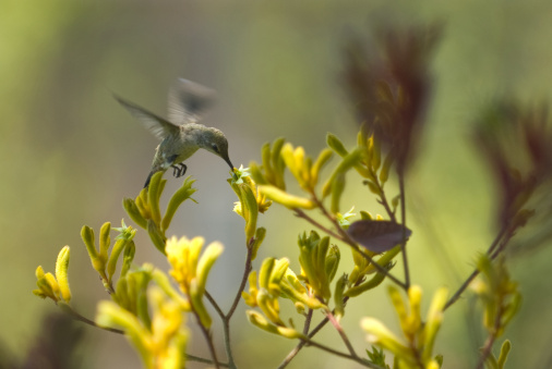 Hummingbird getting nectar from a kangaroo paw in Thousand Oaks, California.