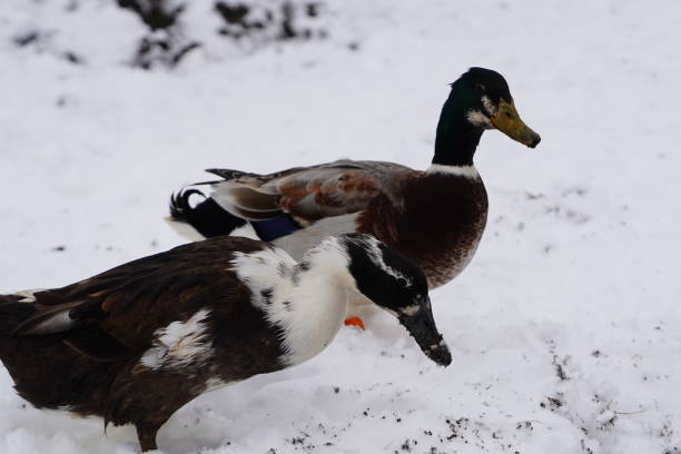 istock Black and white Ancona ducks walking together out in the cold winter. 1473029915
