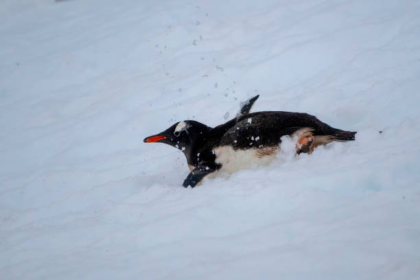 istock gentoo penguin sliding on a snow slope (Pygoscelis papua) penguins Antarcticaant 1473029949