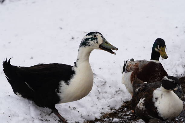istock Black and white Ancona ducks walking together out in the cold winter. 1473030687
