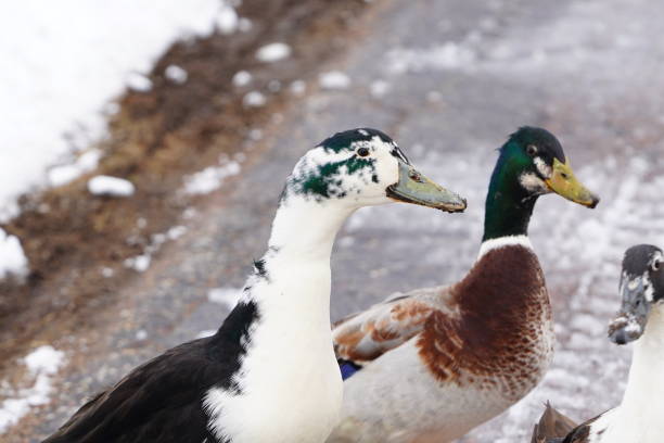 istock Black and white Ancona ducks walking together out in the cold winter. 1473030856