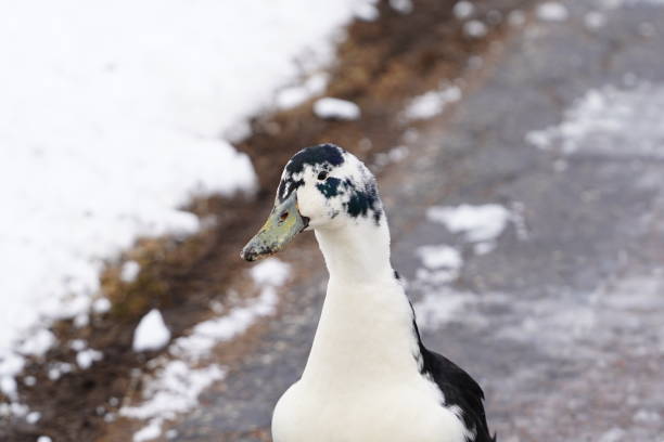 istock Black and white Ancona ducks walking together out in the cold winter. 1473030912