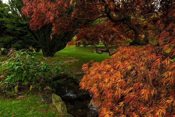 istock palmate maple trees with autumn colors 1473030944