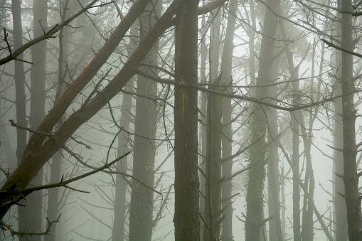 Pine forest with fog. Trunks. Mistery. Nature. Asturias