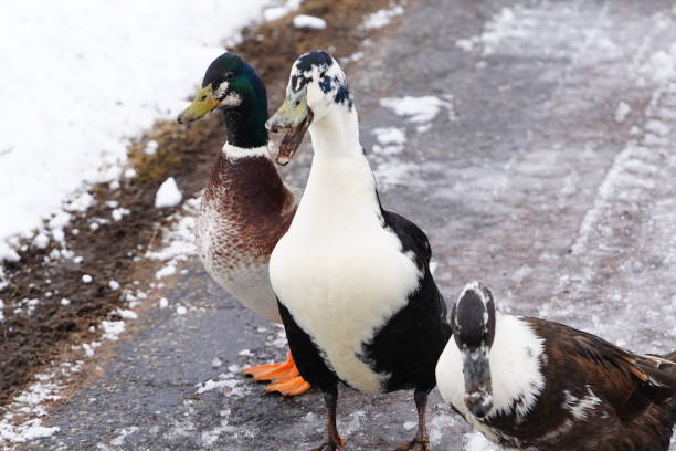 istock Black and white Ancona ducks walking together out in the cold winter. 1473031041