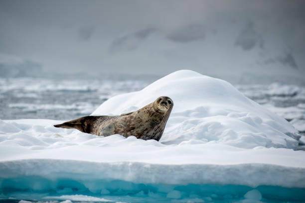 Weddel Seal ((Leptonychotes weddellii)) on an ice floe close up -  Antarctic