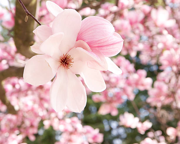 Pink Magnolia Blossom stock photo