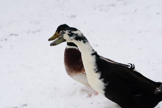 Black and white Ancona ducks walking together out in the cold winter.