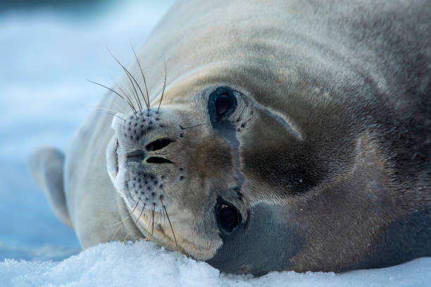 istock Weddel Seal ((Leptonychotes weddellii)) on an ice floe close up -  Antarctica 1473031175
