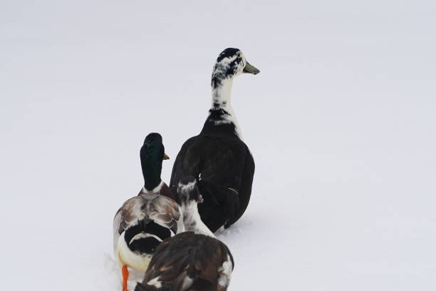 istock Black and white Ancona ducks walking together out in the cold winter. 1473031282