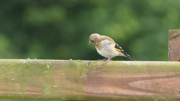 istock Goldfinch chick feeding from Tube peanut seed Feeder at table 1473031318