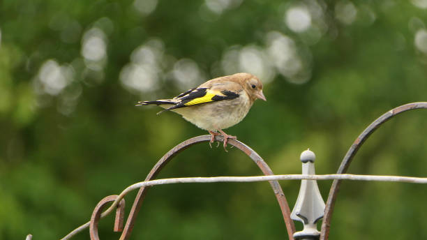istock Goldfinch chick feeding from Tube peanut seed Feeder at table 1473031323