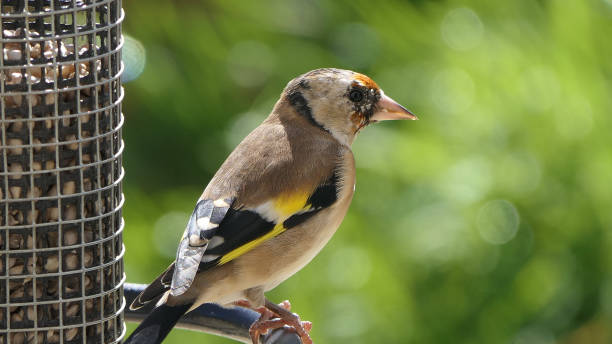 istock Goldfinch chick feeding from Tube peanut seed Feeder at table 1473031334