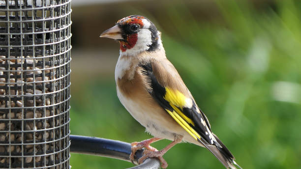 istock Goldfinch chick feeding from Tube peanut seed Feeder at table 1473031336