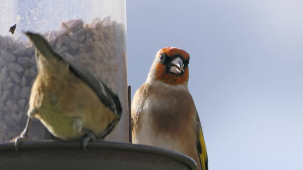 istock Goldfinch chick feeding from Tube peanut seed Feeder at table 1473031354