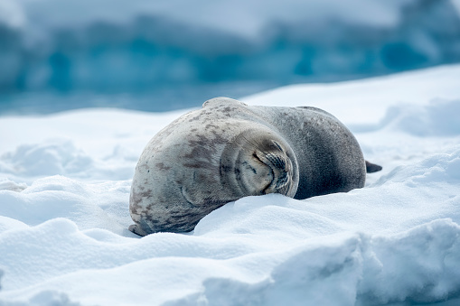 Weddel Seal ((Leptonychotes weddellii)) on an ice floe - in Flander Bay Antarctica
