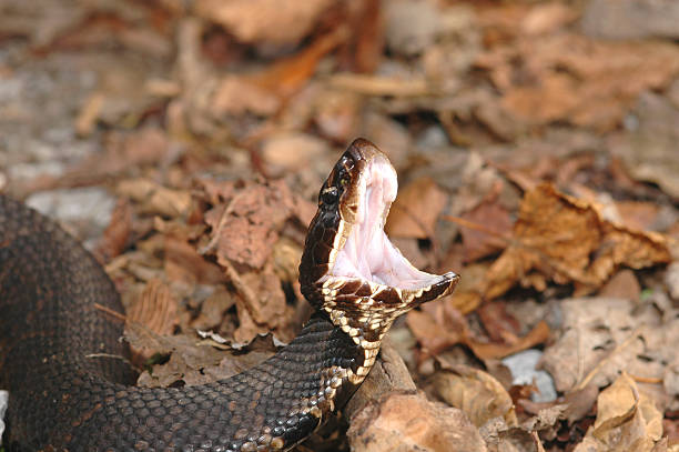 istock Western Cottonmouth 147303258