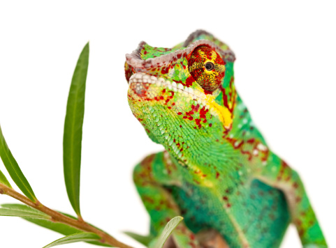 Camaleón colorido macho photo