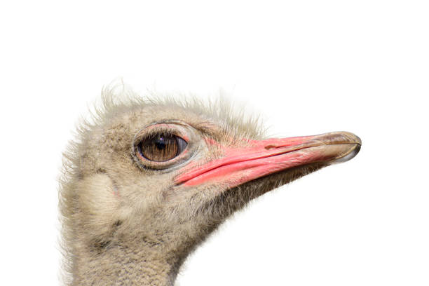 istock close-up ostrich and white background 1473033430