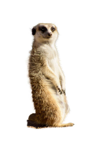 istock standing meerkat animal and white background 1473033496