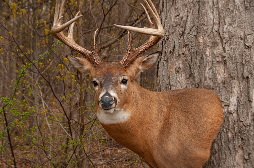 A taxidermied buck mounted on a tree in the forest