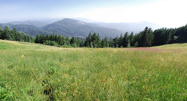 Campo verde con montagne - foto stock