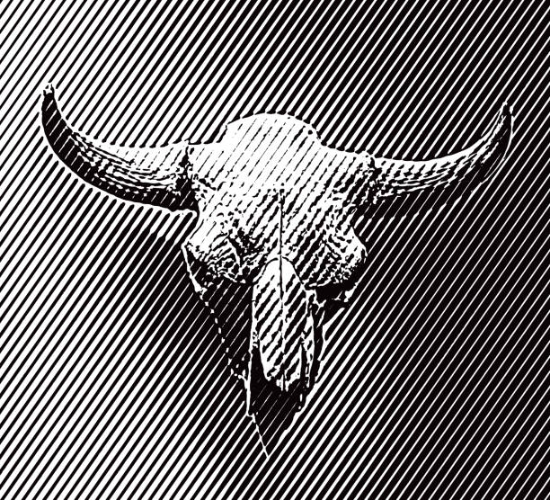 czaszka i rogi żubra amerykańskiego - horned death dead texas longhorn cattle stock illustrations