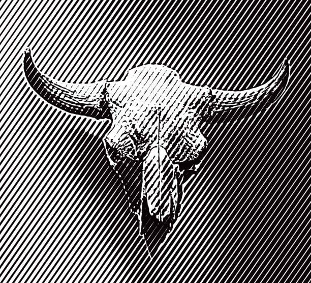череп и рога американского бизона - animal skull cow animal skeleton animal stock illustrations
