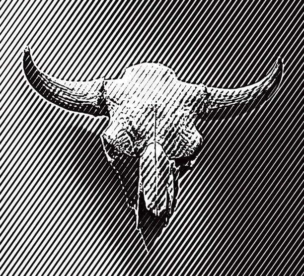 Vector illustration of American Bison Skull and horns