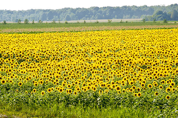 Sunflower field A field of cultivated sunflowers in summer. montérégie photos stock pictures, royalty-free photos & images