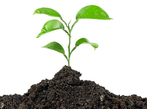 istock Young plant tree growing seedling in soil on a white background 1473036172